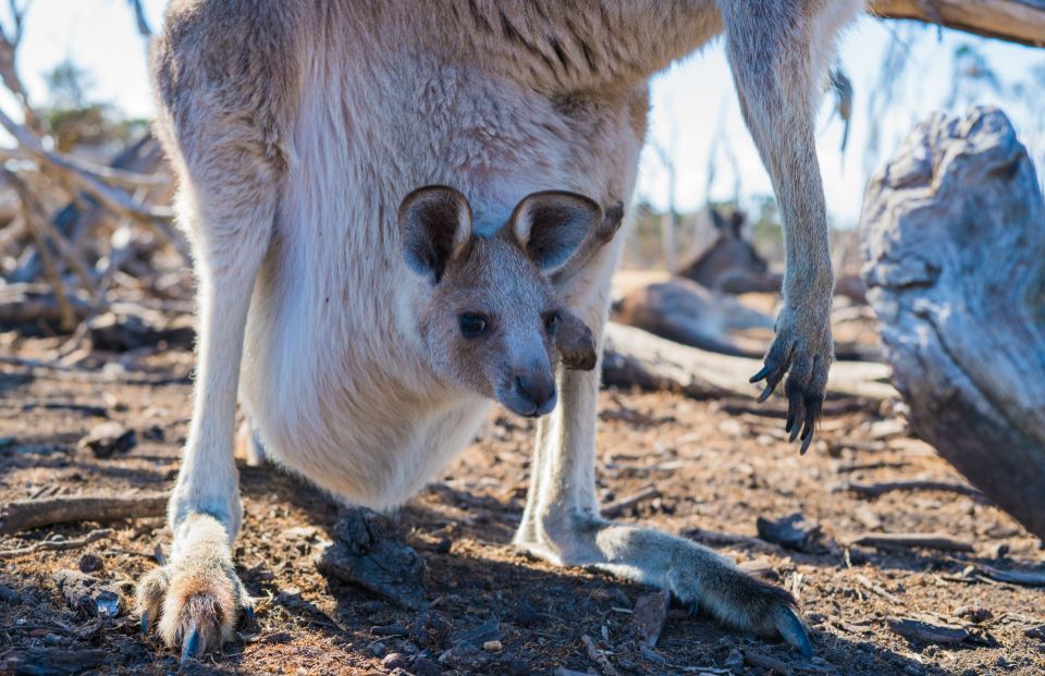 australia-kangaroo_TLPNSNYHAR.jpg